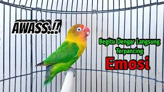 Download lagu Suara Burung Lovebird Ngekek Panjang Memanggil Lawan, KOEK KOEK Fighter Memancing EMOSI mp3 Download lagu Suara Burung Lovebird Ngekek Panjang Memanggil Lawan, KOEK KOEK Fighter Memancing EMOSI mp3