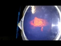 Holographic Animations Spiderman Naked Women Ultra Man