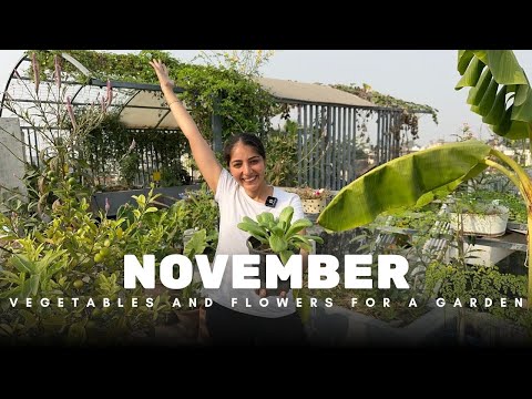 Winter garden prep | Flowers and veggies for gardens and balcony in November| Terrace gardening
