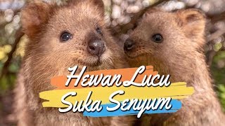 Quokka, Spesies Hewan Asli Australia Barat yang Suka Senyum