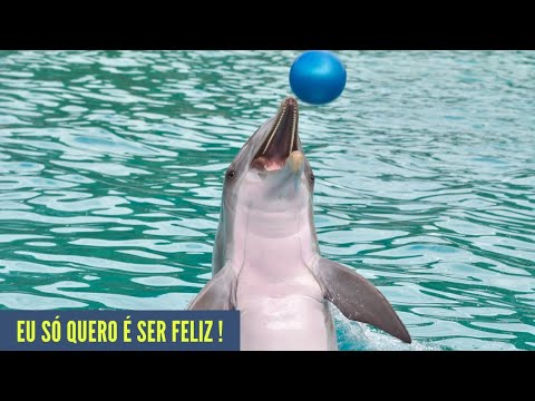 [TOP 9] ANIMAIS mais FELIZES do PLANETA 😃