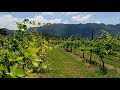 Wine Country Relaxation Summer Vineyard Soothing Birdsong Nature Sound