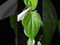 Paan Shot Shorts