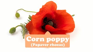 Fertility, Love, Sleep--Corn poppy