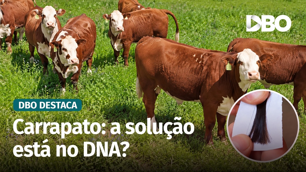 Embrapa identifica bovinos resistentes ao carrapato pela genética