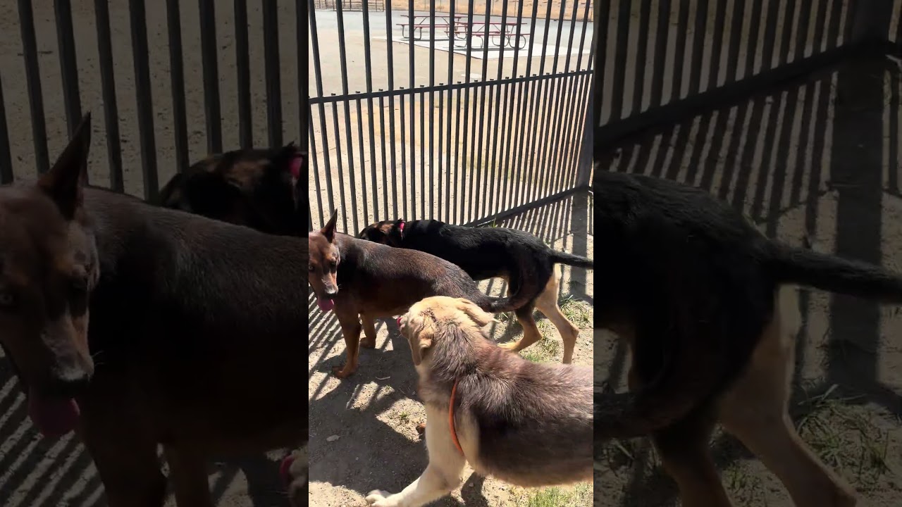 Enlarge SARAH, a Adoptable German Shepherd Dog in Delano, CA video 4/4