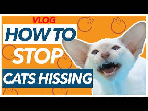 WHY is My Cat HISSING - How to Stop It! - YouTube