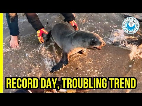 OCN’s Biggest Rescue Run Yet – But It’s No Reason to Celebrate