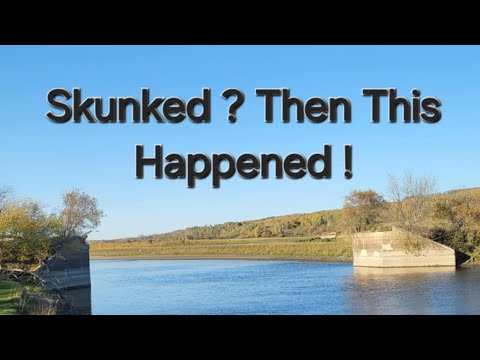 Skunked ? Then This Happened !