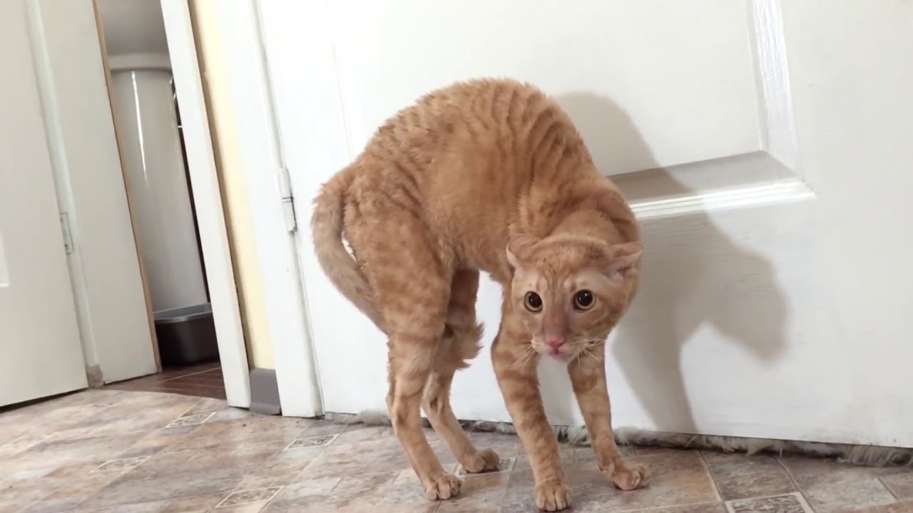 Рыжий кот и сирень