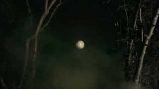 Contour - Syncopated Garden