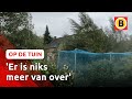 Herfststormen razen over de moestuin | Op de tuin
