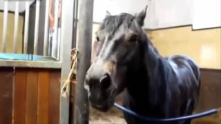 10 VIDEO KUDA LUCU PINTAR BIKIN JENGKEL Terbaru Kompilasi 2016} www stafaband co