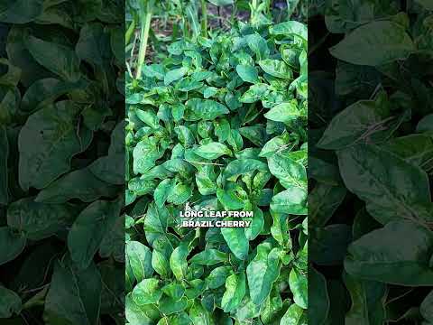Perennial Veggies: Easy, Continuous Harvests (#Permaculture)