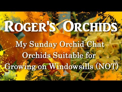 My Sunday Orchid Chat - Orchids Suitable for Growing on Windowsills (NOT)