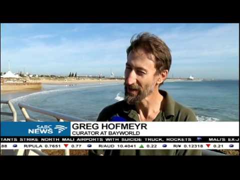 Fur seals Bear, Clarence released into the ocean