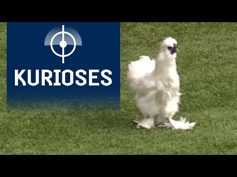 Who's that chick? Gefiedeter Flitzer bei Heracles Almelo gegen SC Heerenveen