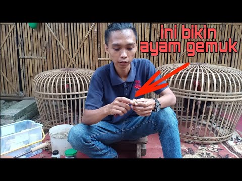 download Cara Cepat Membuat Gemuk Ayam Bangkok, download video viral Cara Cepat Membuat Gemuk Ayam Bangkok gratis, unduh video klip Cara Cepat Membuat Gemuk Ayam Bangkok