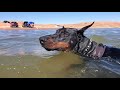Can Dobermans Swim