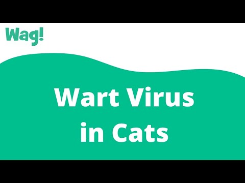 Wart Virus in Cats | Wag!