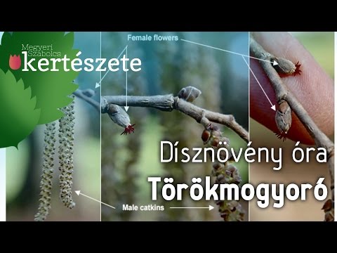 Dísznövény óra: Corylus colurna - Törökmogyoró - Növényismeret