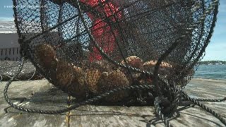 Money in scallop farming in Maine