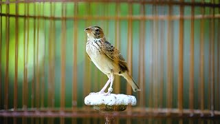 Download lagu BRANJANGAN JAVA GACOR MATERI MEWAH mp3 Download lagu BRANJANGAN JAVA GACOR MATERI MEWAH mp3