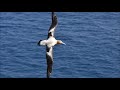 Fleetwood Mac - Albatross (1 Hour Loop)