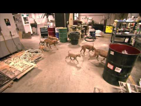 Orange County Choppers Sneak Peek - Puppies