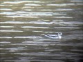Grey Phalarope Holt 14th September 2011
