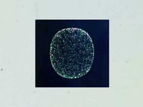 Wild Nothing - Disappear Always (Demo)