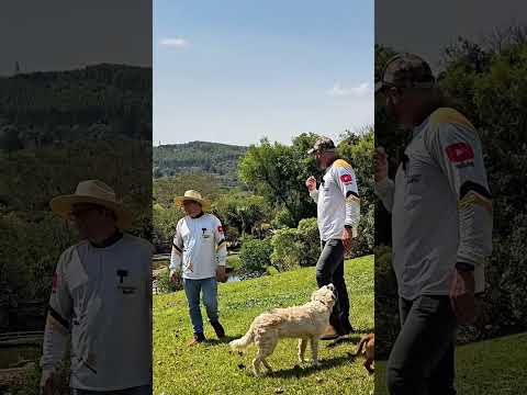 Chácara com casa, chalé, represas e estrutura rural – Ventania/PR | R$ 770 mil | 43 99627-5172