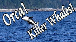 🐳 Why Orcas are called Killer Whales 🐋