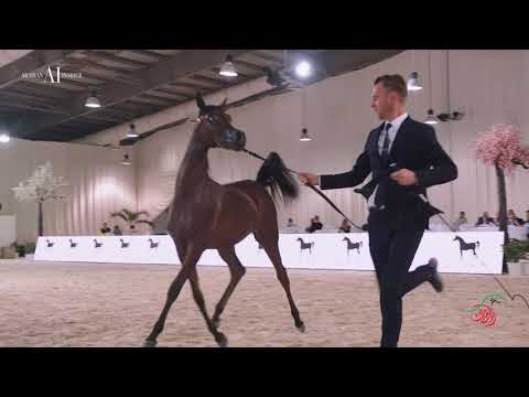 🇦🇪 UAE NATIONAL SHOW 2021 - The Aftermovie