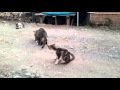 Pecah Perawan