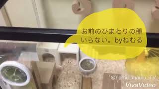 ハムスター育成生活5日目 ひまわりの種手渡し！？食べるかなぁ？