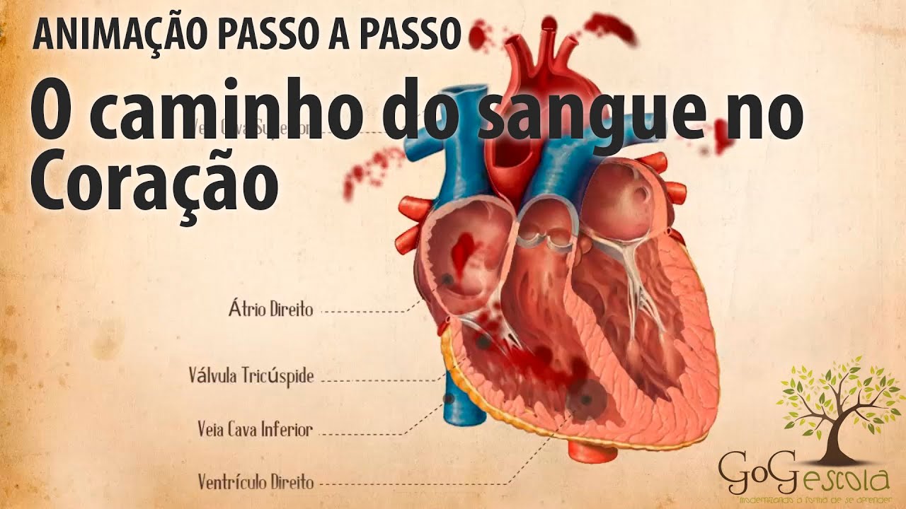 Como ocorre a pequena circulação ou circulação pulmonar