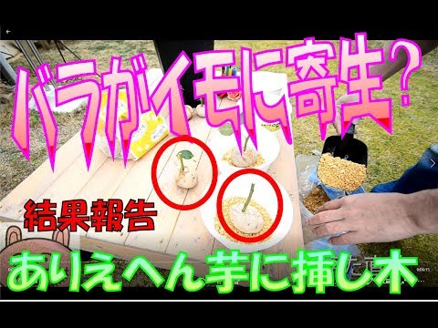 しおれたバラにジャガイモを使って植える：神話か現実か？  庭園