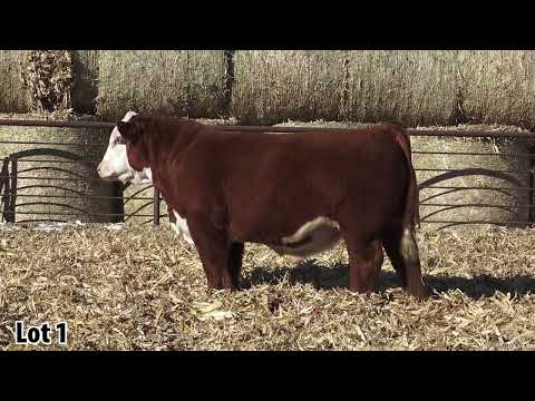 Lot 01 - Delaney/Atkins 2026 Bulls + Breds Sale