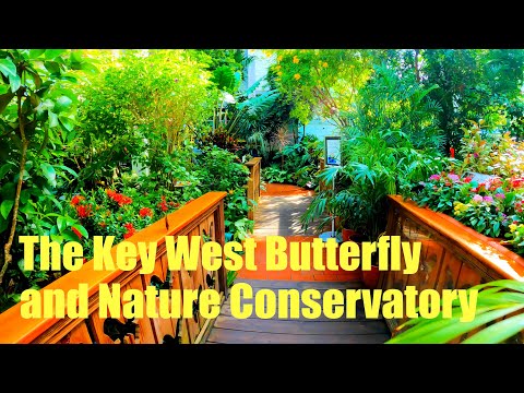 The Key West Butterfly and Nature Conservatory Walking Tour【4K】