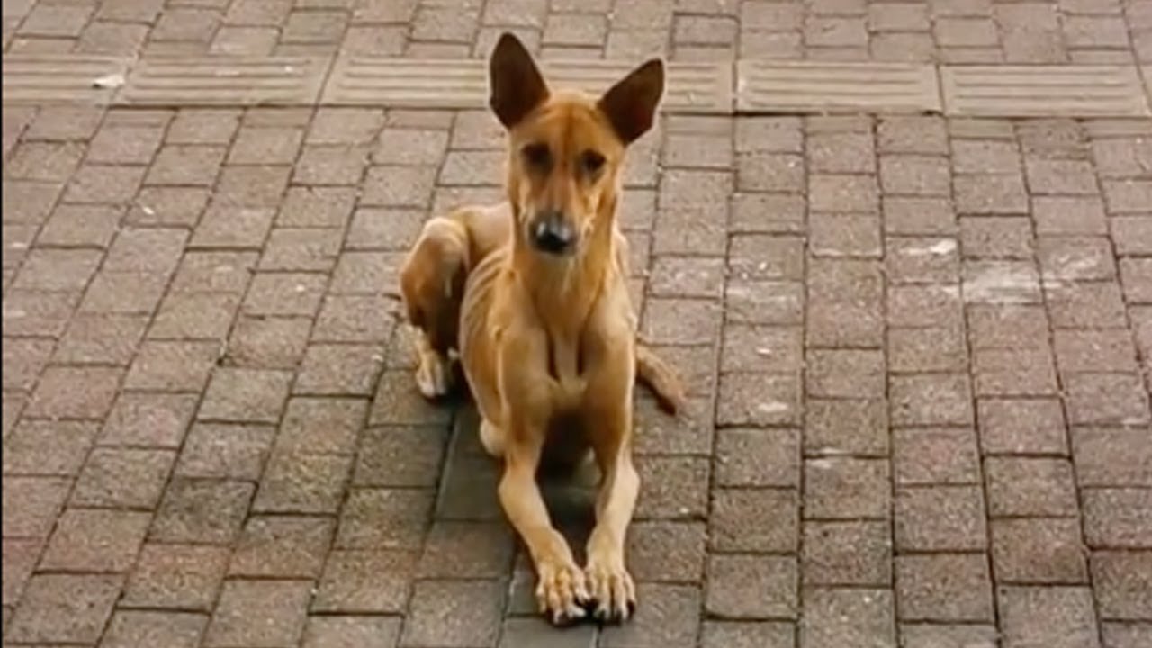 Skinny body, mother patiently lying in front of restaurant door begging for some food for her child