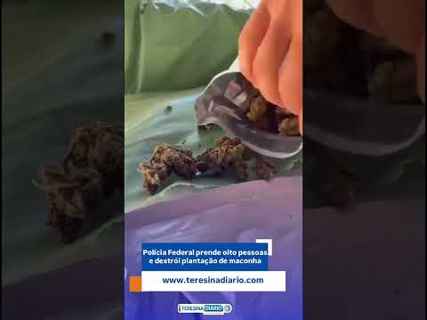 Polícia Federal prende oito suspeitos e destrói plantação de maconha no interior do Piauí