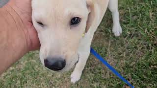 Video preview image #1 Labrador Retriever-Unknown Mix Puppy For Sale in NYC, NY, USA