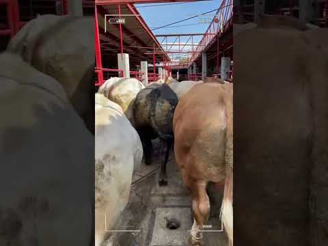 ⭕ CHAROLAIS-RINDER ✅ Größte Bullen und Kühe