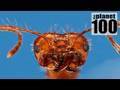 Planet 100: Top 5 Genius Animals