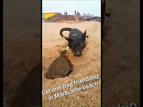 Cat and Dog friendship in Maravante Beach