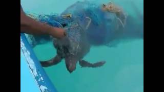 animale salveaza broastele testoase