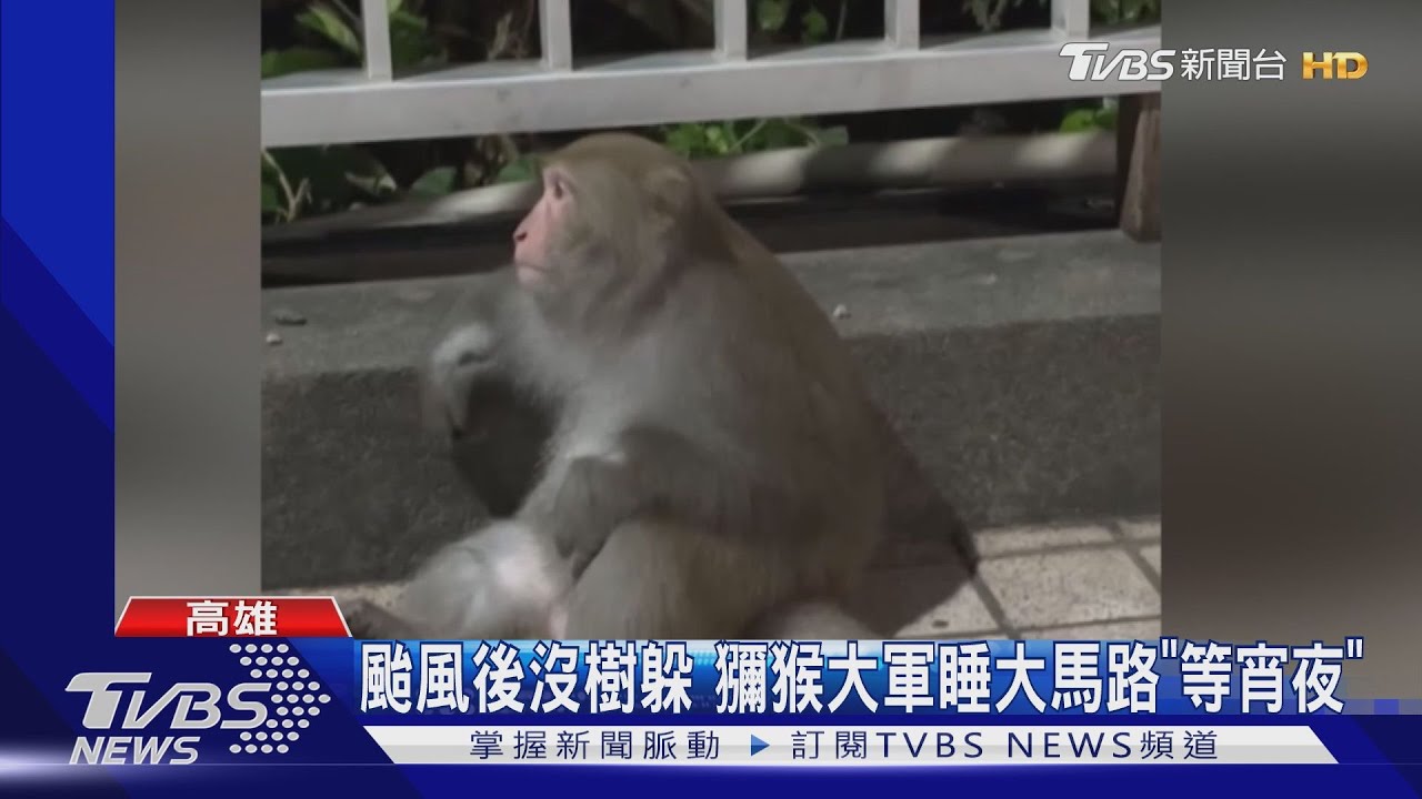 颱風後沒樹了! 獼猴大軍睡大馬路「等宵夜」
