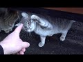 Tuxedo Cat With Grey Cat They Not Lonely