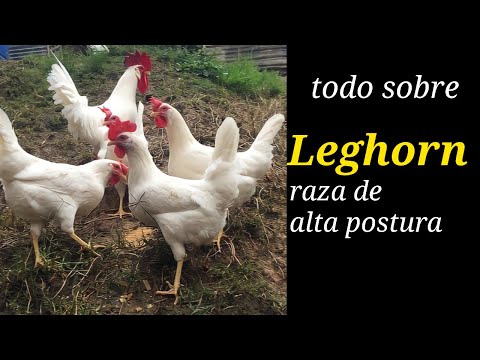 , title : 'Gallinas ponedoras Leghorn. Características, ventajas, desventajas y producción de huevos.'